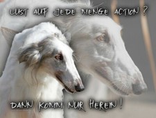 BARSOI Russischer Windhund