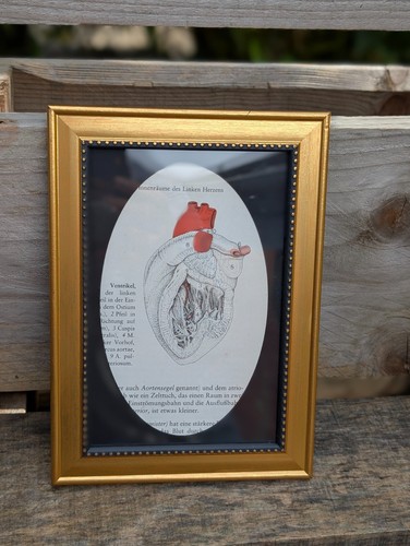 Anatomie herz illustration - anatomie,
