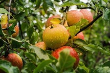 Apfelbaum stecklinge cox - apfelbaum,