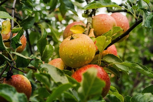 Apfelbaum stecklinge cox - apfelbaum,