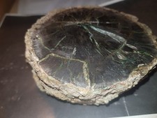 Versteinertes Holz,Silifiziertes und kupfervererztes Nadelholz,Marokko