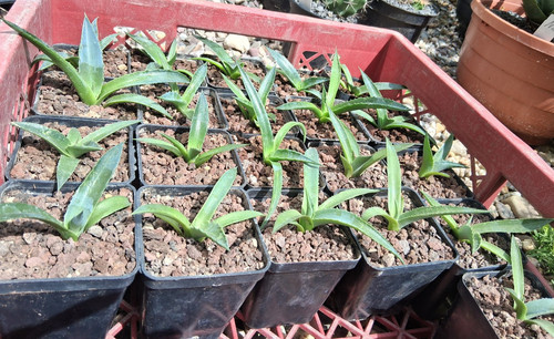 Stück agave havardiana - 3,