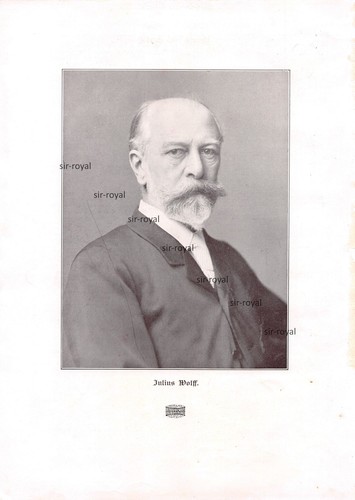 Julius wolff 1904 - wolff,
