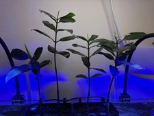 Roter Mangroven Keimling für