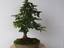 BONSAI CHINESISCHE KORKULME ZELKOVE NIRE ca 30 Jahre