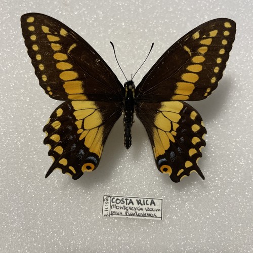 Entomologie papilio polyxena - entomologie*papilio,