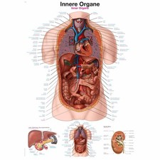 Erler zimmer anatomische - erler,