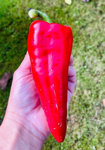Beaver dam chili - beaver,
