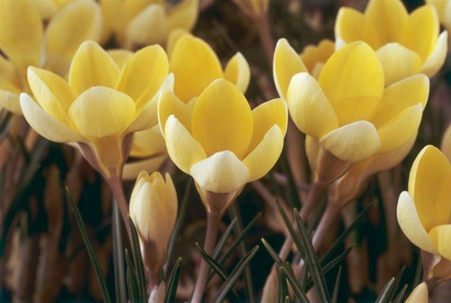Duftende wild krokusse - duftende, wild-krokusse