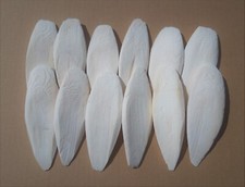 100 Gramm Sepiaschalen, 12