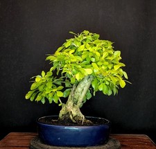 BONSAI TAUBENBEERE DURANTA