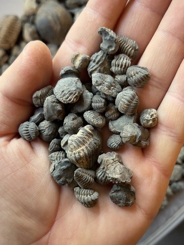 Trilobit eingeschrieben mini - trilobit,