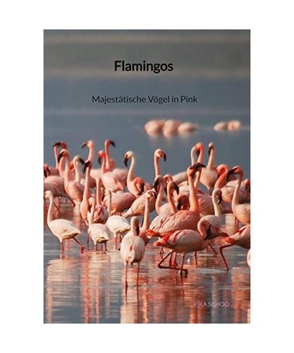 Flamingos majestätische - flamingos,