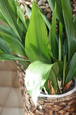 Aspidistra elatior Schusterpalme Metzgerpalme Schildblume Zimmerpflanze Ableger