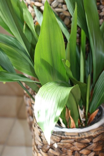 Aspidistra elatior