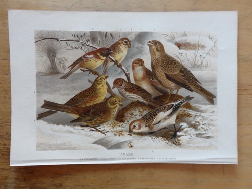 Orig chromolithographie - orig.(1892),