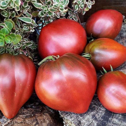 Tomatensamen dwarf purple - tomatensamen,