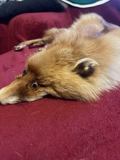 Fuchs Stola Kragen Rotfuchs