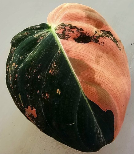 Sehr schöner philodendron - schöner,
