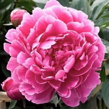 Peony Dr Alexander Flemming 1