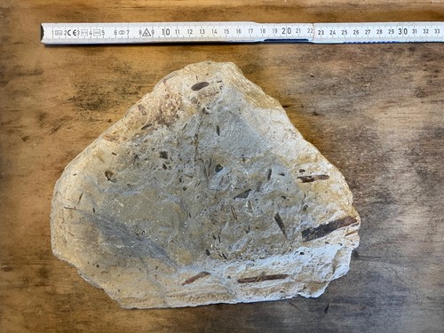 Fossile pflanzenreste auf - pflanzenreste,