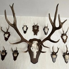 Hirschgeweih auf Holzbrett –