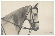 XX2334/ Pferdekopf Pferd