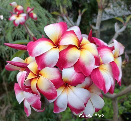 Frangipani plumeria candy - frangipani,