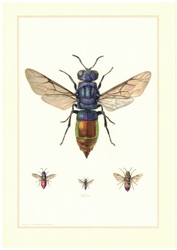 Goldwespen - , (chrysididae)