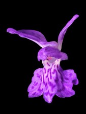 Dactylorhiza maculata, geflecktes Knabenkraut, winterhart, 200 Samen