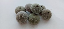7 schöne dunkelgrüne Seeigel