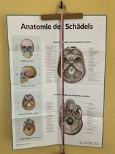 Schädel Anatomie  PLAKAT