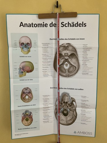 Schädel anatomie plakat - schädel,