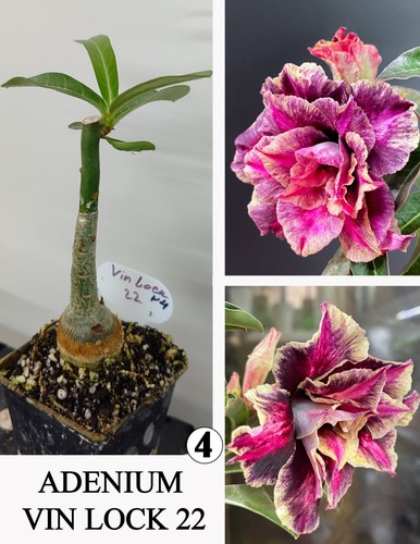 Adenium vin lock wustenrose - lock, n4