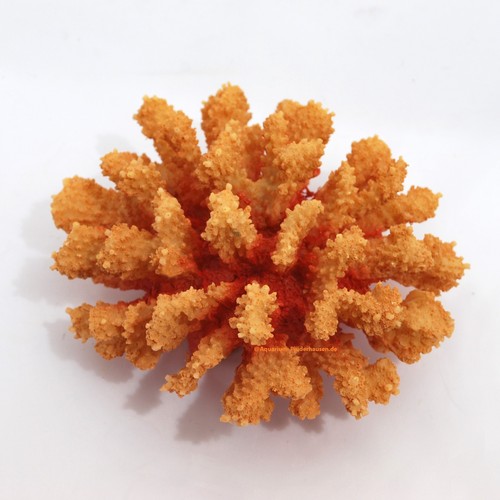 Steinkoralle x14 cm - x8,