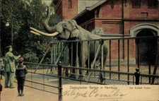 Ak Hamburg Mitte Neustadt, Zoologischer Garten, Elefant Anton - 4918868