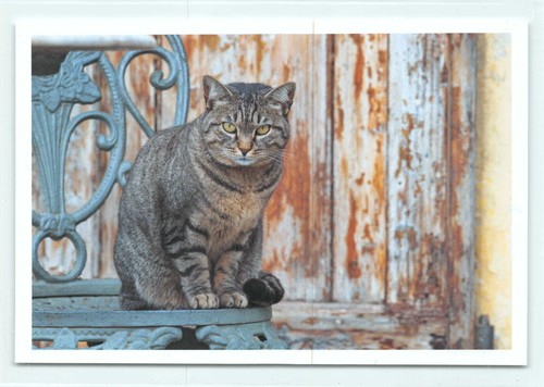 Postkarte katze - 1,