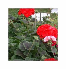 10x Geranien Multibloom F1 Rot