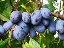 Pflaume PRESIDENT 130-150 cm hoch