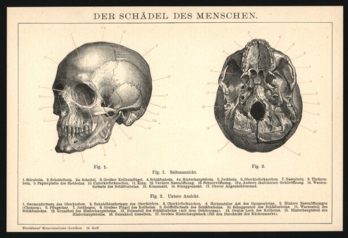 Druck 1896 schädel des - 1896,