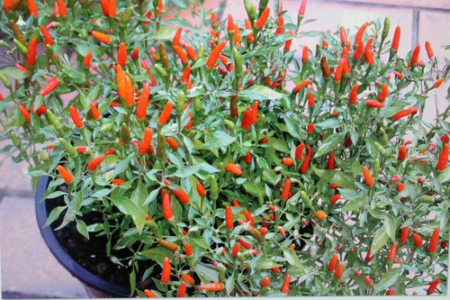 Samen mini chili - samen, mini-chili,capsicum