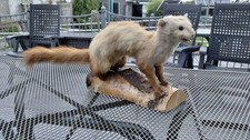 Ausgestopfter Marder (Tierpräparation)  Steinmarder
