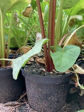 Vier Rhabarberpflanzen (9 cm