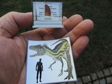 Zahn vom Raptor Deltadromeus