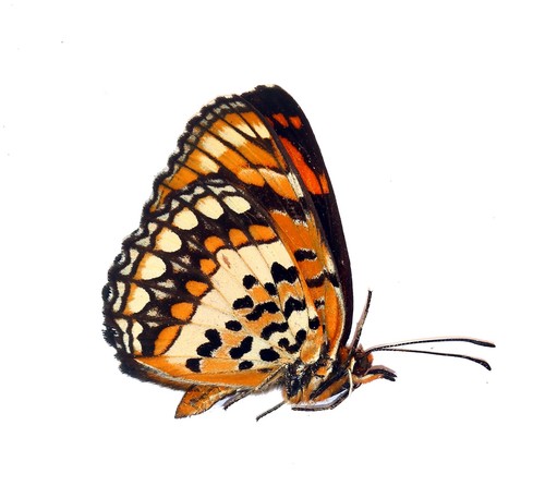 Lepidoptera nymphalidae - lepidoptera,,