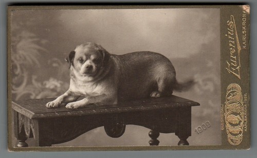 Cdv foto hund mops - foto,