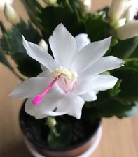 Weihnachtskaktus - Schlumbergera - weiß