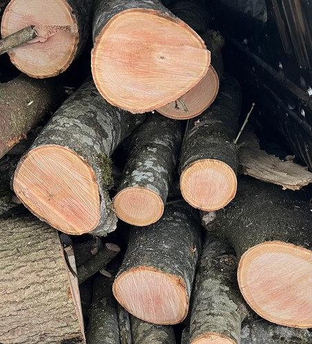 Brennholz buche 120 ster - buche, 120-ster