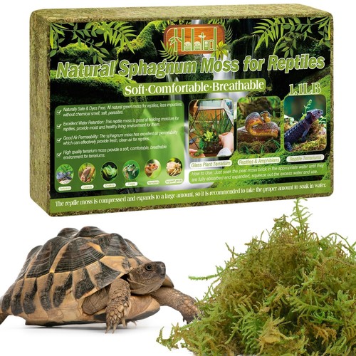 Sphagnum moos terrarium - sphagnum,