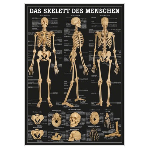 Das skelett des menschen - das,